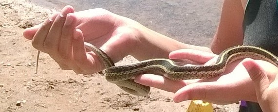 snake