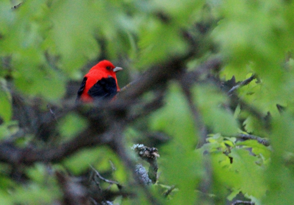 Red Bird eml