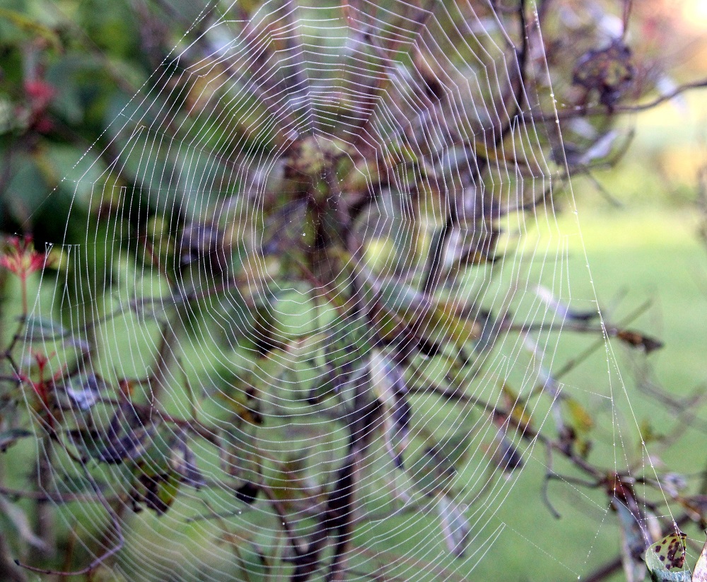Spider web art email