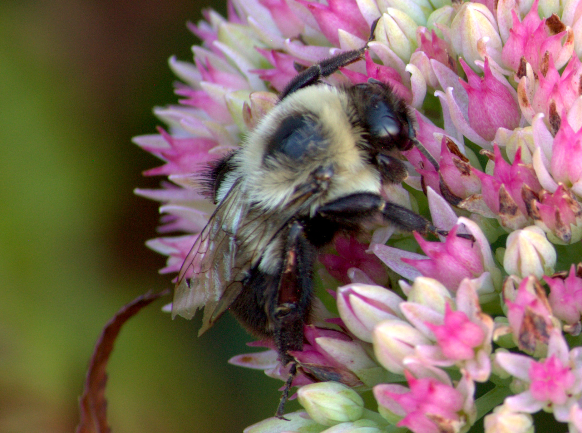 Battered Bumble Bee