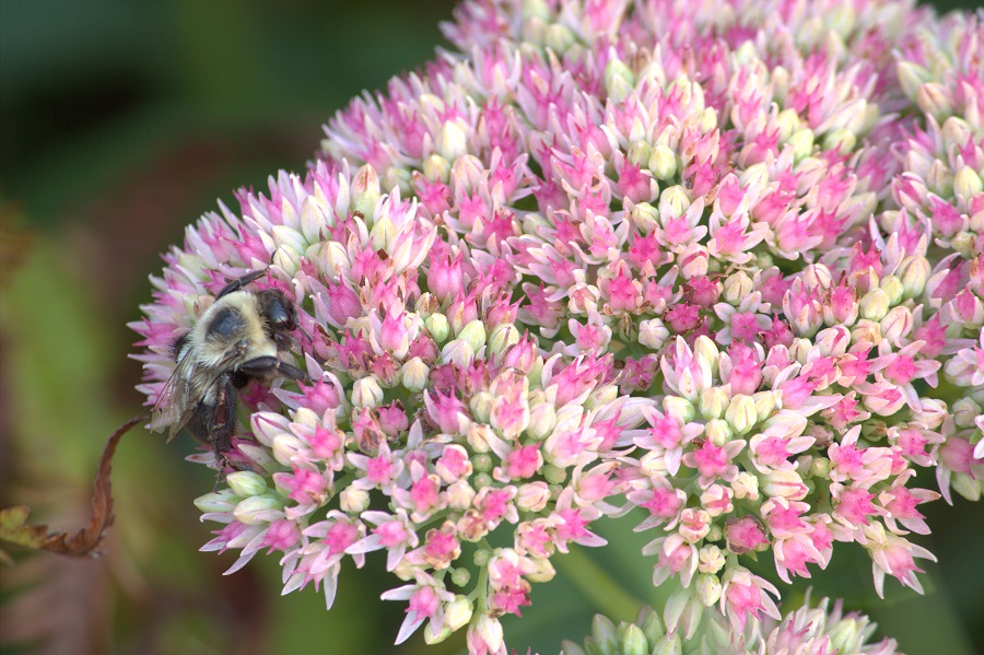Bumble Bee eml