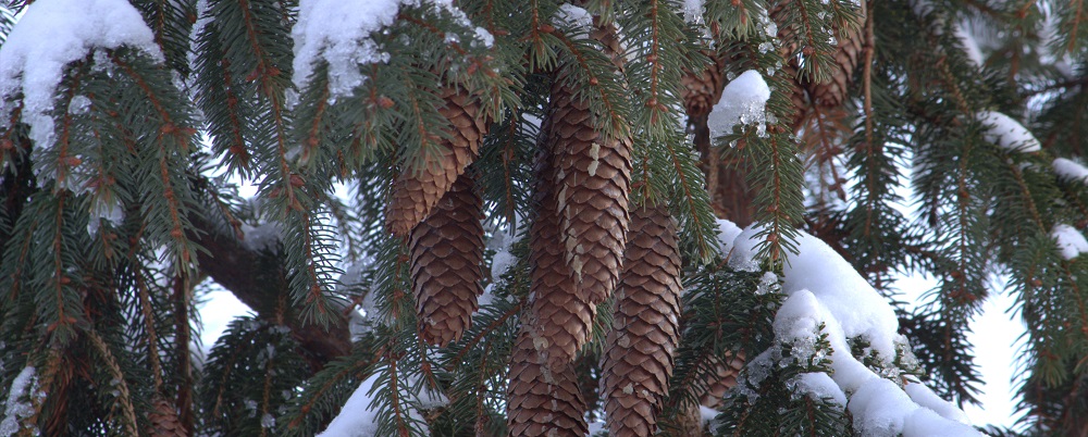 Pine Cones New Years eml