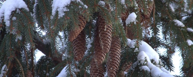 Pine Cones New Years eml