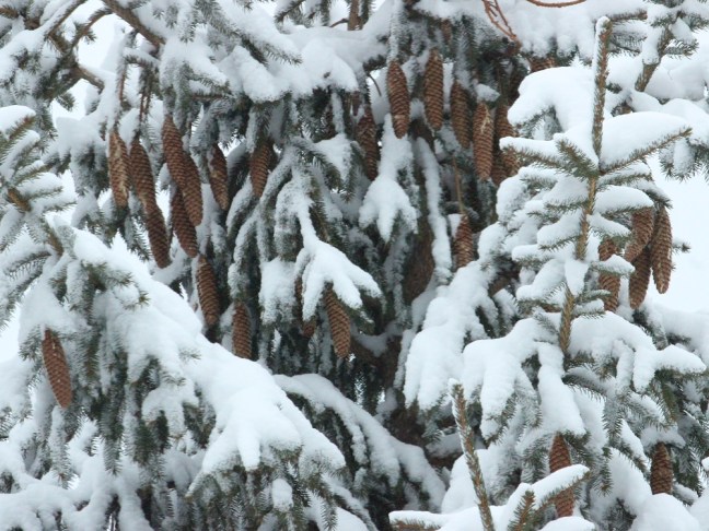 Pine cones eml
