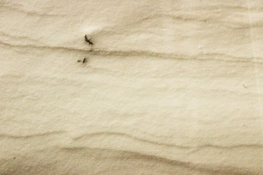 Wind snow sculpture close up eml