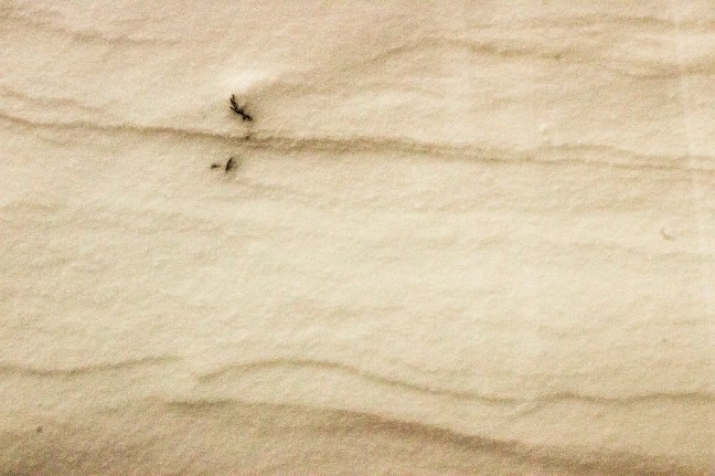 Wind snow sculpture close up eml