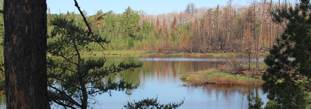 forest fire damage eml