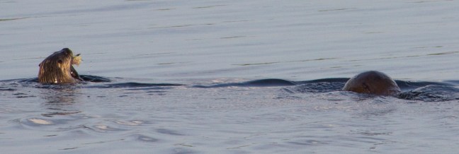 otter 3