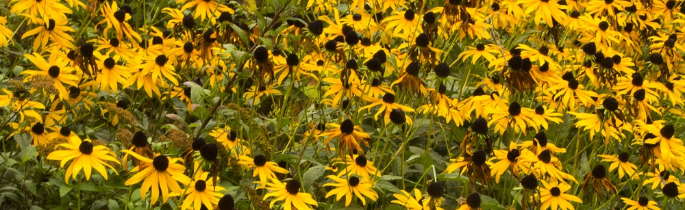 black eyed susan eml