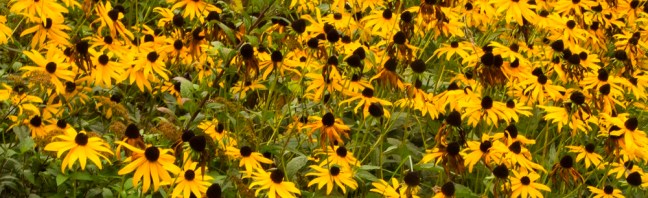 black eyed susan eml
