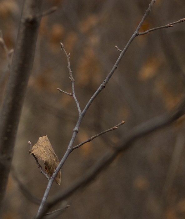 leaf and buds eml