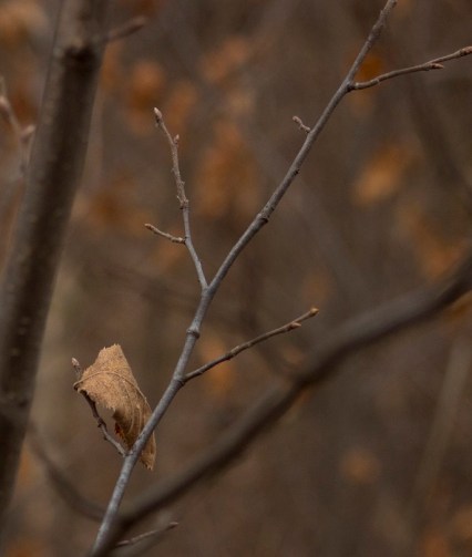 leaf and buds eml