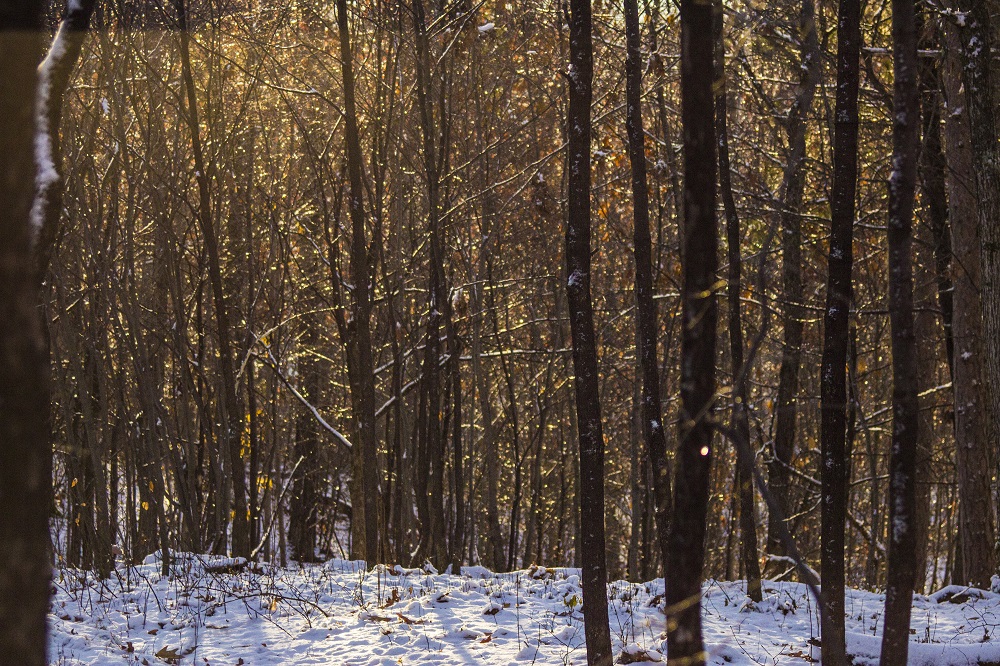 Sparkling woods eml