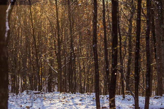 Sparkling woods eml