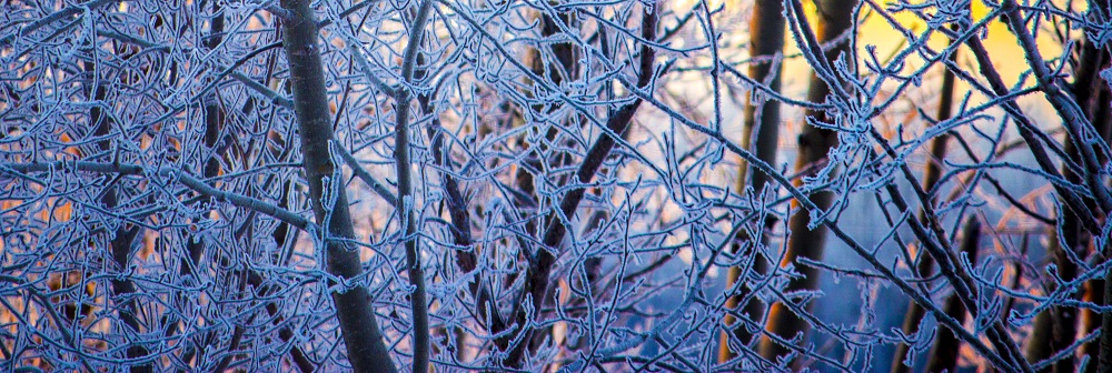 Frosty Tree back lit cp eml