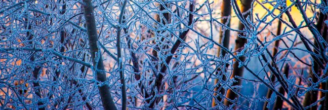 Frosty Tree back lit cp eml