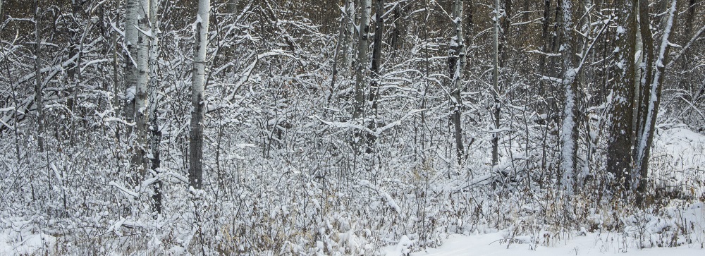snow on limbs eml
