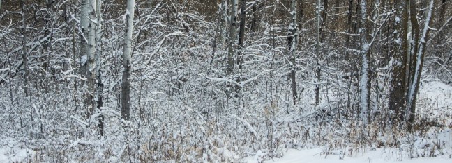 snow on limbs eml