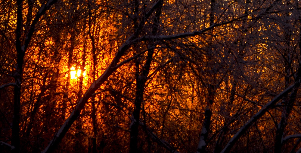 Sun rise through the woods eml