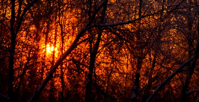Sun rise through the woods eml