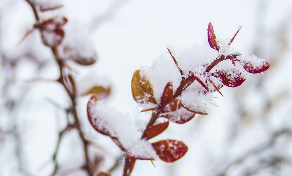 thorns against winter 2eml