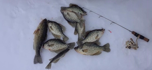 Fish (2)