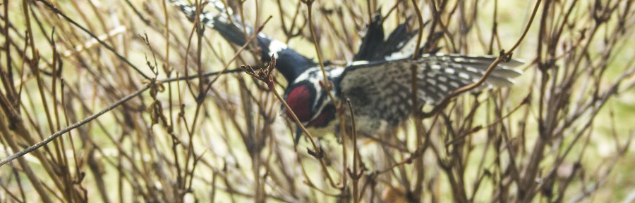 Woodpecker stranded eml
