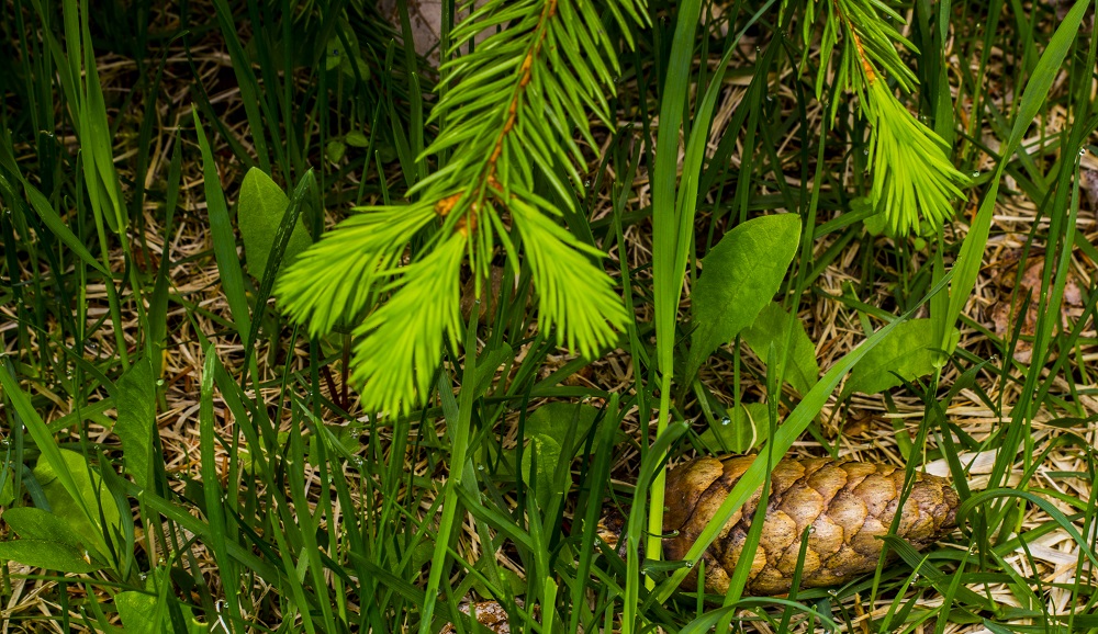 old seed cone new growth eml
